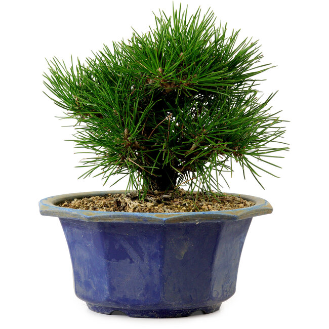 Pinus thunbergii, 16 cm, ca. 15 Jahre alt, mit einem Wurzelansatz von 3 cm