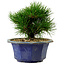 Pinus thunbergii, 16 cm, ca. 15 Jahre alt, mit einem Wurzelansatz von 3 cm