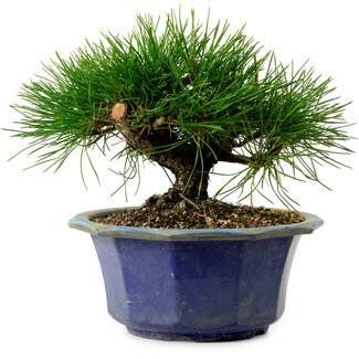 Pinus thunbergii, 16 cm, ± 15 jaar oud