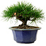 Pinus thunbergii, 16 cm, ± 15 años de edad, con un nebari de 3 cm.