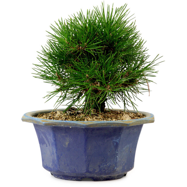 Pinus thunbergii, 16 cm, ± 15 years old, with a nebari of 3 cm