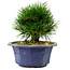Pinus thunbergii, 16 cm, ± 15 ans, avec un nebari de 3 cm