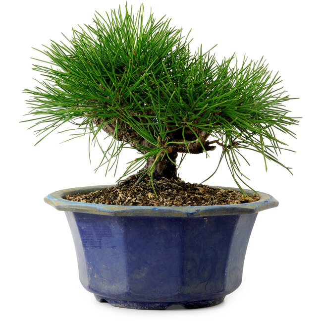 Pinus thunbergii, 16 cm, ± 15 jaar oud, met een nebari van 3 cm