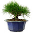 Pinus thunbergii, 16 cm, ± 15 ans, avec un nebari de 3 cm