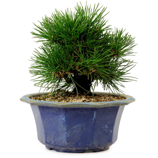 Pinus thunbergii, 16 cm, ± 15 años de edad, con un nebari de 3 cm.