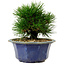Pinus thunbergii, 16 cm, ± 15 anni, con nebari di 3 cm