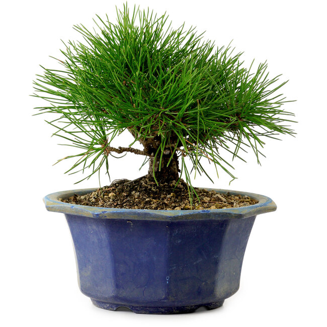 Pinus thunbergii, 16 cm, ± 15 jaar oud, met een nebari van 3 cm