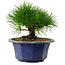 Pinus thunbergii, 16 cm, ± 15 anni, con nebari di 3 cm