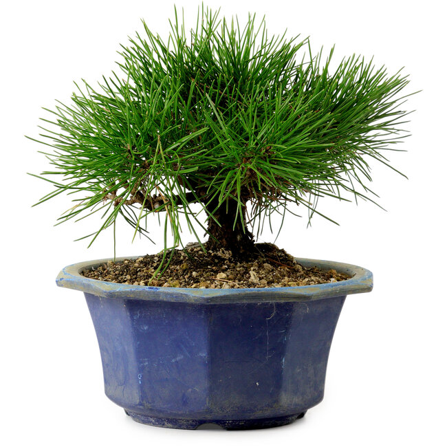 Pinus thunbergii, 16 cm, ca. 15 Jahre alt, mit einem Wurzelansatz von 3 cm