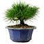 Pinus thunbergii, 16 cm, ca. 15 Jahre alt, mit einem Wurzelansatz von 3 cm