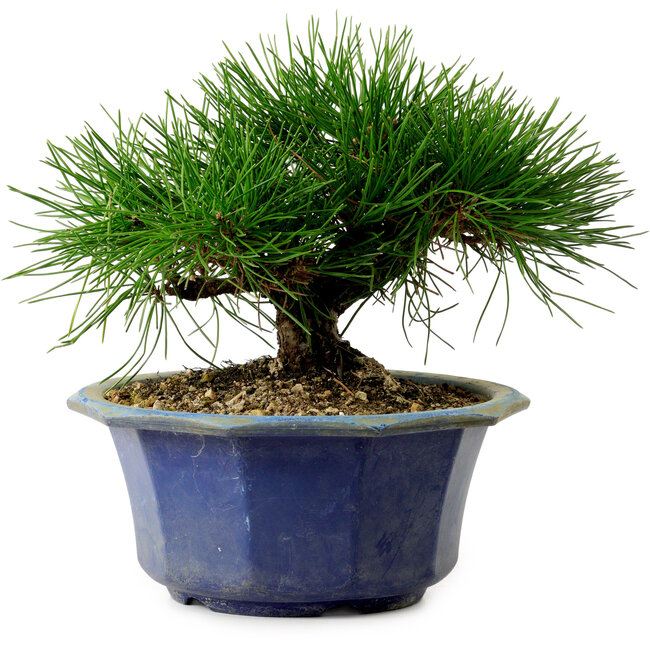 Pinus thunbergii, 16 cm, ± 15 anni, con nebari di 3 cm