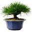 Pinus thunbergii, 16 cm, ± 15 years old, with a nebari of 3 cm