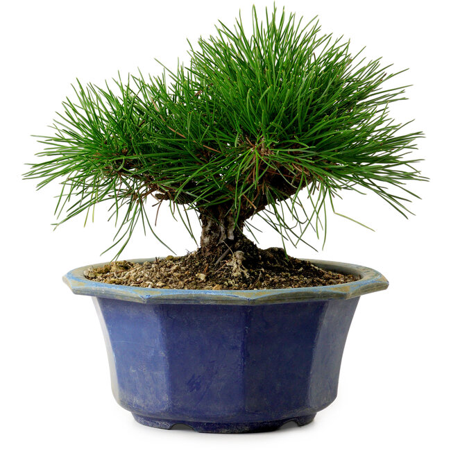 Pinus thunbergii, 16 cm, ± 15 años de edad, con un nebari de 3 cm.