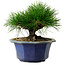 Pinus thunbergii, 16 cm, ± 15 años de edad, con un nebari de 3 cm.