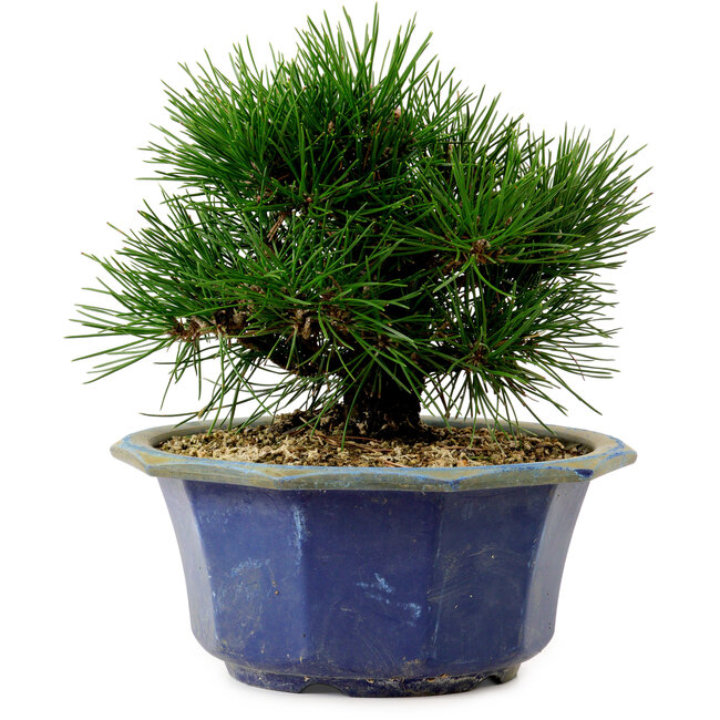 Pinus thunbergii, 16 cm, ca. 15 Jahre alt, mit einem Wurzelansatz von 3 cm