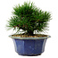 Pinus thunbergii, 16 cm, ± 15 ans, avec un nebari de 3 cm