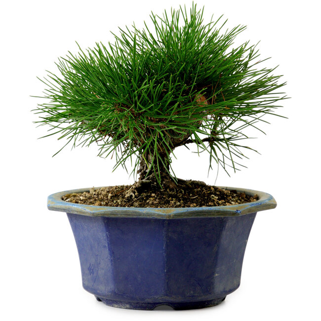 Pinus thunbergii, 16 cm, ± 15 years old, with a nebari of 3 cm