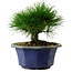 Pinus thunbergii, 16 cm, ca. 15 Jahre alt, mit einem Wurzelansatz von 3 cm