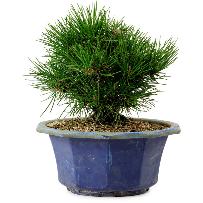Pinus thunbergii, 16 cm, ca. 15 Jahre alt, mit einem Wurzelansatz von 3 cm