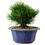 Pinus thunbergii, 16 cm, ± 15 anni, con nebari di 3 cm