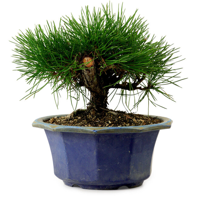 Pinus thunbergii, 16 cm, ± 15 years old, with a nebari of 3 cm