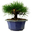Pinus thunbergii, 16 cm, ± 15 years old, with a nebari of 3 cm