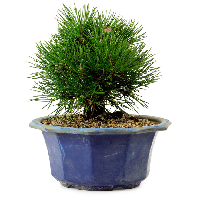 Pinus thunbergii, 16 cm, ca. 15 Jahre alt, mit einem Wurzelansatz von 3 cm