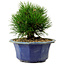 Pinus thunbergii, 16 cm, ± 15 years old, with a nebari of 3 cm