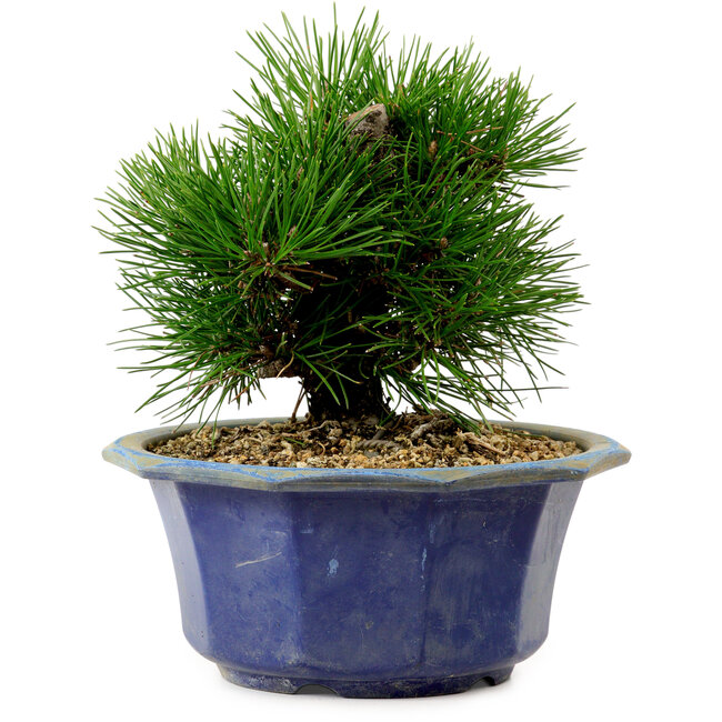 Pinus thunbergii, 16 cm, ca. 15 Jahre alt, mit einem Wurzelansatz von 3 cm