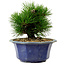 Pinus thunbergii, 16 cm, ± 15 years old, with a nebari of 3 cm