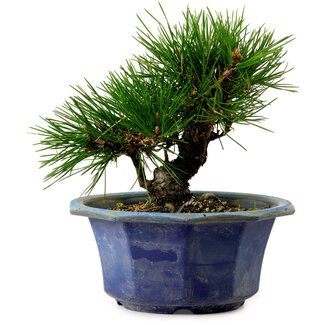 Pinus thunbergii, 16 cm, ± 15 anni