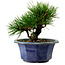Pinus thunbergii, 16 cm, ± 15 años de edad, con un nebari de 3 cm.