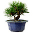 Pinus thunbergii, 16 cm, ± 15 jaar oud, met een nebari van 3 cm