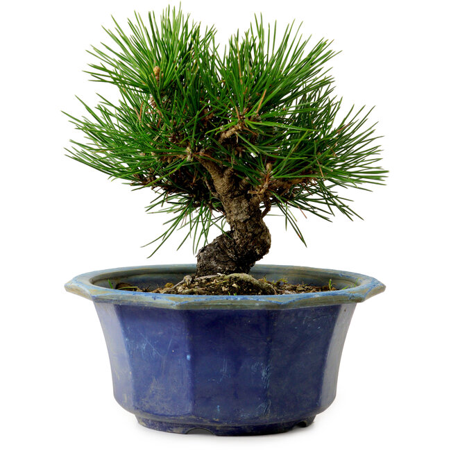Pinus thunbergii, 16 cm, ± 15 years old, with a nebari of 3 cm