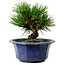 Pinus thunbergii, 16 cm, ± 15 anni, con nebari di 3 cm