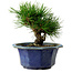 Pinus thunbergii, 16 cm, ca. 15 Jahre alt, mit einem Wurzelansatz von 3 cm
