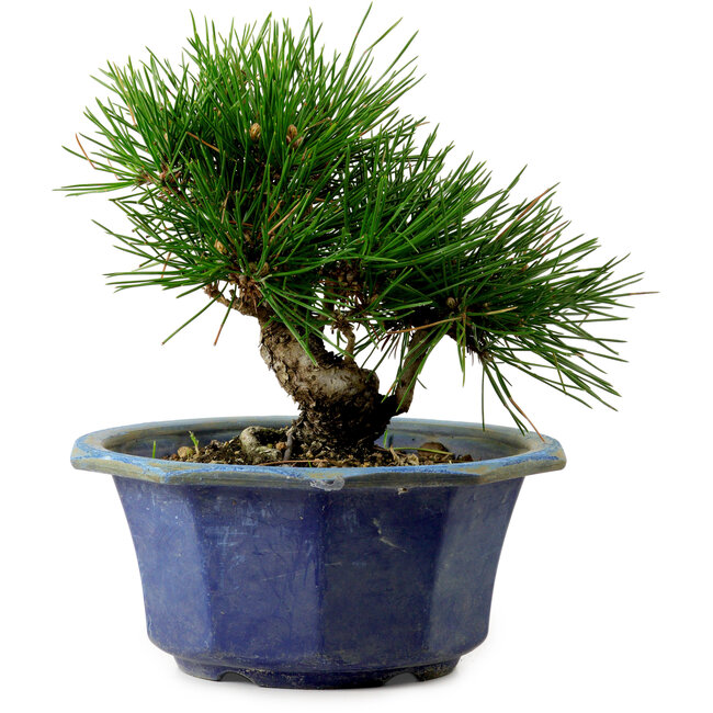 Pinus thunbergii, 16 cm, ± 15 ans, avec un nebari de 3 cm