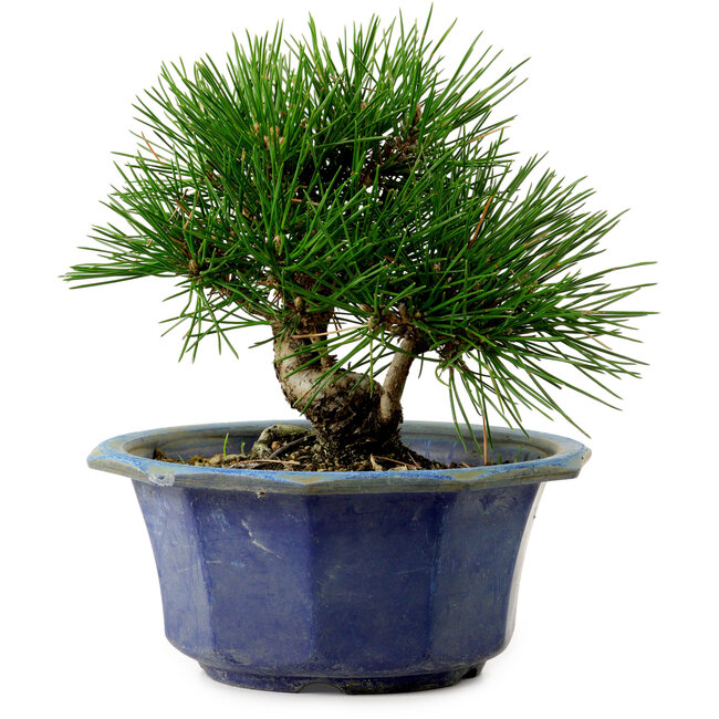 Pinus thunbergii, 16 cm, ± 15 anni, con nebari di 3 cm
