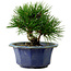 Pinus thunbergii, 16 cm, ± 15 jaar oud, met een nebari van 3 cm