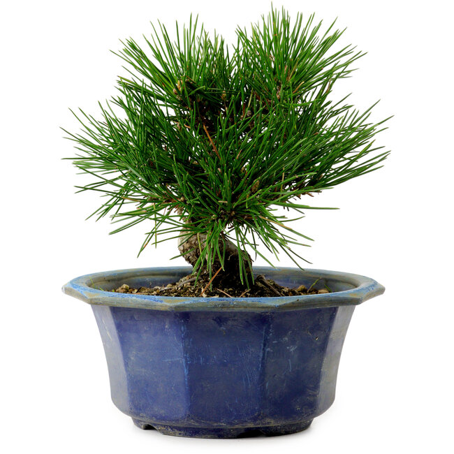 Pinus thunbergii, 16 cm, ± 15 years old, with a nebari of 3 cm