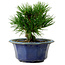 Pinus thunbergii, 16 cm, ± 15 anni, con nebari di 3 cm