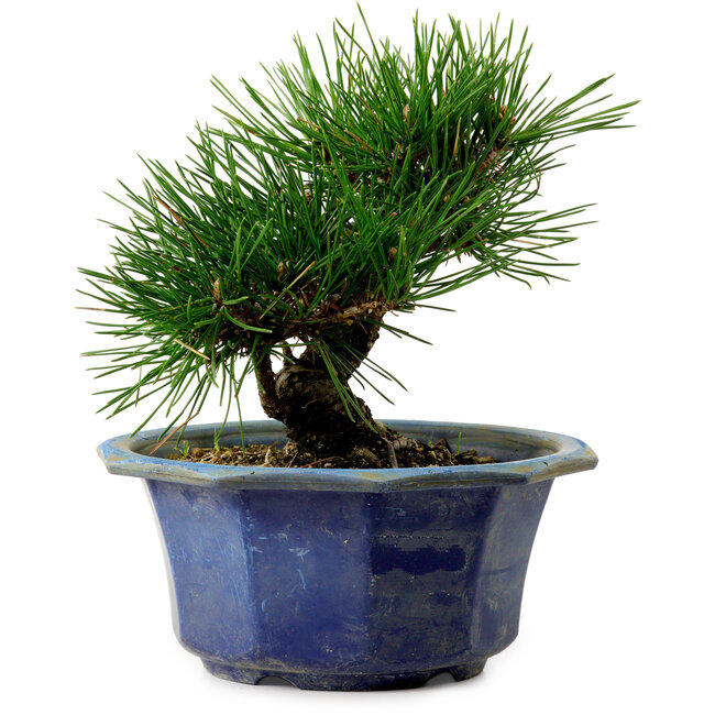 Pinus thunbergii, 16 cm, ca. 15 Jahre alt, mit einem Wurzelansatz von 3 cm
