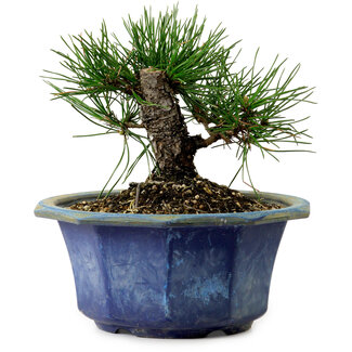 Pinus thunbergii, 16 cm, ± 15 anni