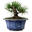 Pinus thunbergii, 16 cm, ± 15 years old, with a nebari of 3 cm