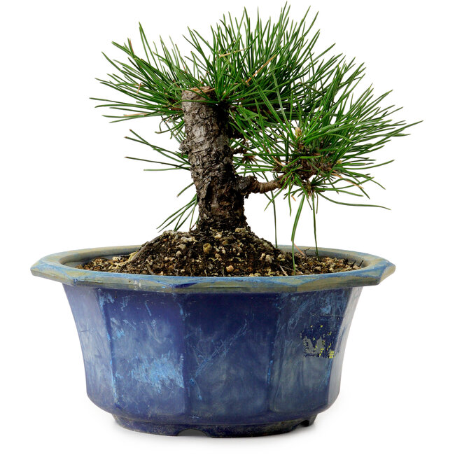 Pinus thunbergii, 16 cm, ± 15 years old, with a nebari of 3 cm