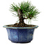 Pinus thunbergii, 16 cm, ± 15 ans, avec un nebari de 3 cm