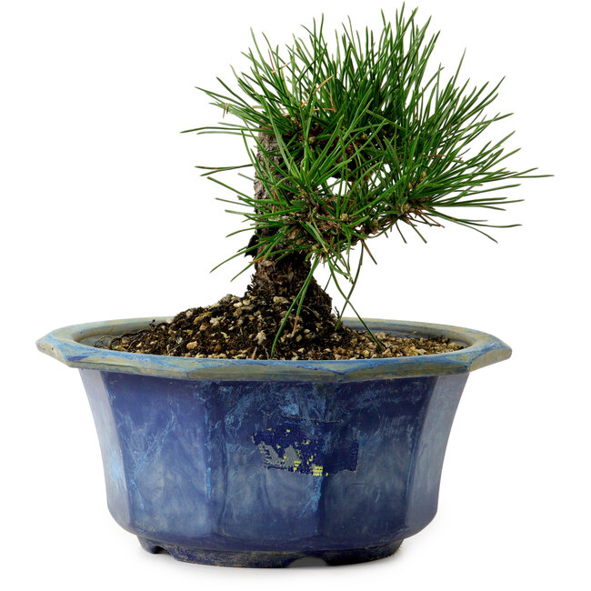 Pinus thunbergii, 16 cm, ± 15 years old, with a nebari of 3 cm