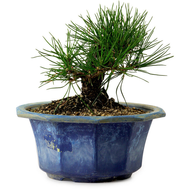 Pinus thunbergii, 16 cm, ± 15 years old, with a nebari of 3 cm