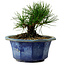 Pinus thunbergii, 16 cm, ca. 15 Jahre alt, mit einem Wurzelansatz von 3 cm