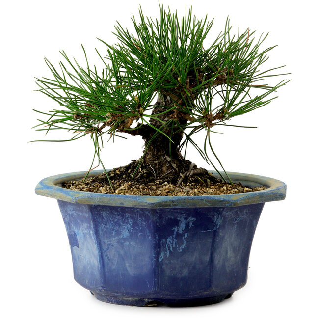 Pinus thunbergii, 16 cm, ± 15 years old, with a nebari of 3 cm